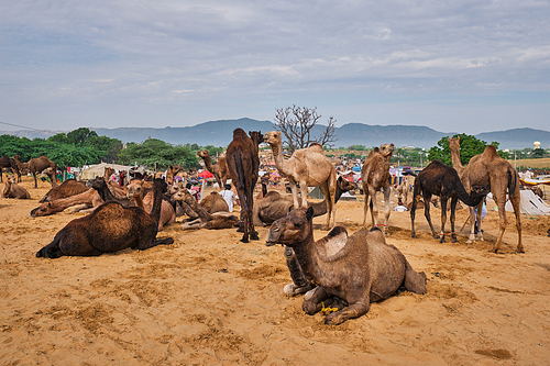 Camels at Pushkar Mela Pushkar Camel Fair famous tourist attraction in Pushkar, Rajasthan, India