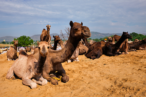 Camels at Pushkar Mela Pushkar Camel Fair famous tourist attraction in Pushkar, Rajasthan, India