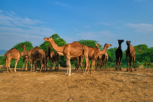 Camels at Pushkar Mela Pushkar Camel Fair famous tourist attraction in Pushkar, Rajasthan, India