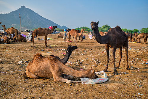 Camels at Pushkar Mela Pushkar Camel Fair famous tourist attraction in Pushkar, Rajasthan, India