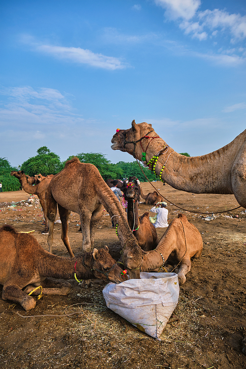 Camels at Pushkar Mela Pushkar Camel Fair famous tourist attraction in Pushkar, Rajasthan, India