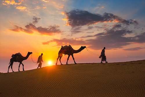 Indian cameleers (camel driver) bedouin with camel silhouettes in sand dunes of Thar desert on sunset. Caravan in Rajasthan travel tourism background safari adventure. Jaisalmer, Rajasthan, India