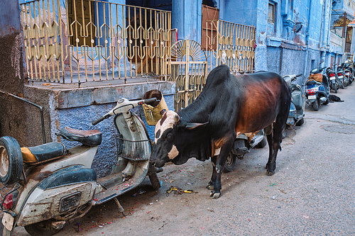 Cow in the street of India. Cow is a holy sacred animal in India. Jodhpur, Rajasthan, India