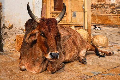 Indian cow resting sleeping in the street. Cow is a sacred animal in India. Jasialmer fort, Rajasthan, India