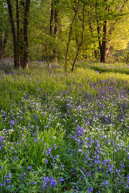 Stunning majestic Spring bluebells forest sunrise in English countryside Hyacinthoide Non-Scripta