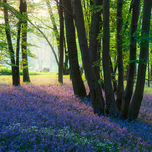 Stunning majestic Spring bluebells forest sunrise in English countryside Hyacinthoide Non-Scripta