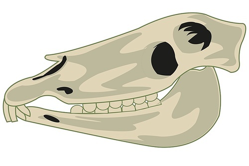 Vector illustration of the skull pets horse type from the side