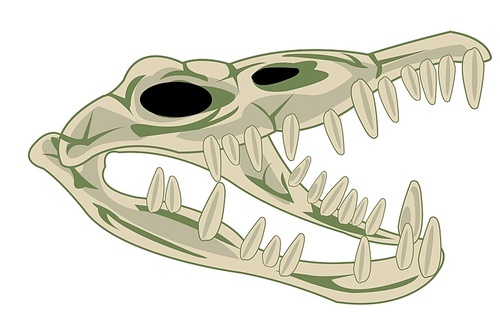 Vector illustration of the skull exotic animal crocodile