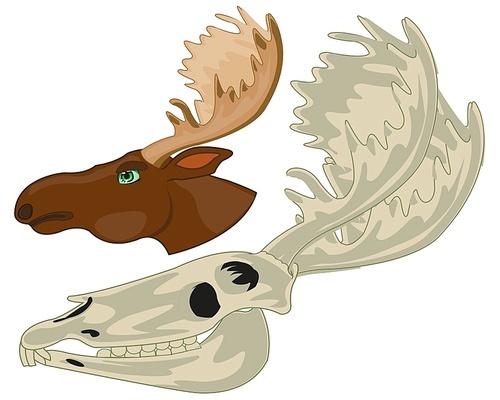 Head and skull moose with horn type from the side