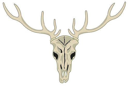 Skull of the deer with horn on white background is insulated