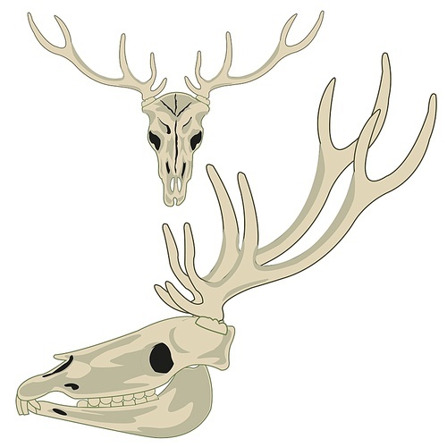 Skull of the deer with horn type front and profile