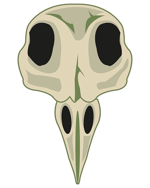 Skull of the head of the bird on white background is insulated