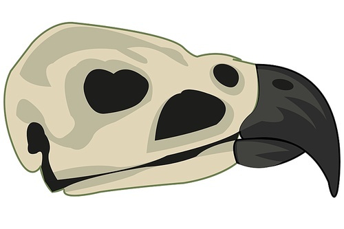 Vector illustration of the cartoon of the skull of the bird