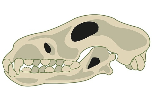 Vector illustration of the skull of the head pets dog