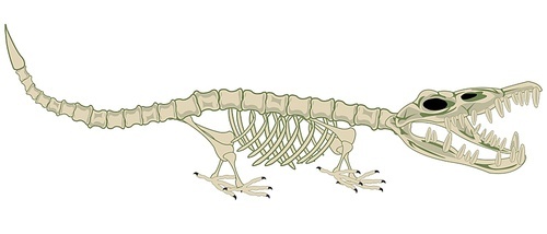 Vector illustration of the skeleton of the wildlife crocodile