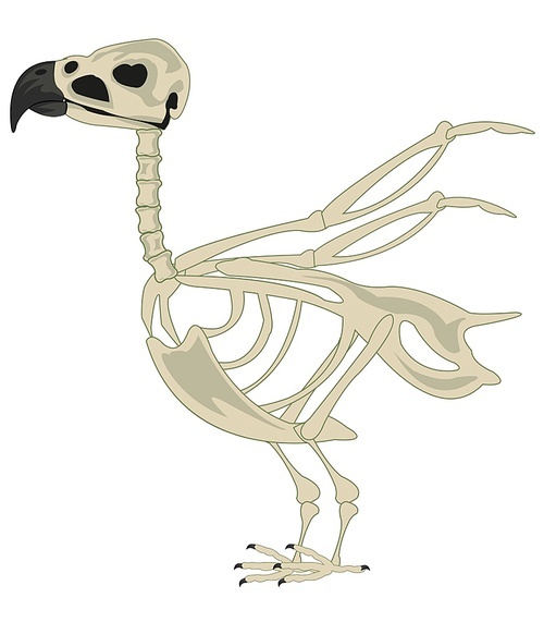 Vector illustration of the cartoon of the skeleton animal bird