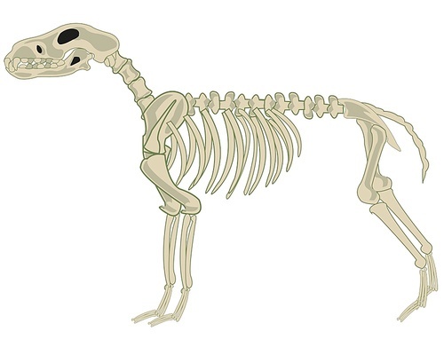 Vector illustration of the skeleton animal dog cartoon