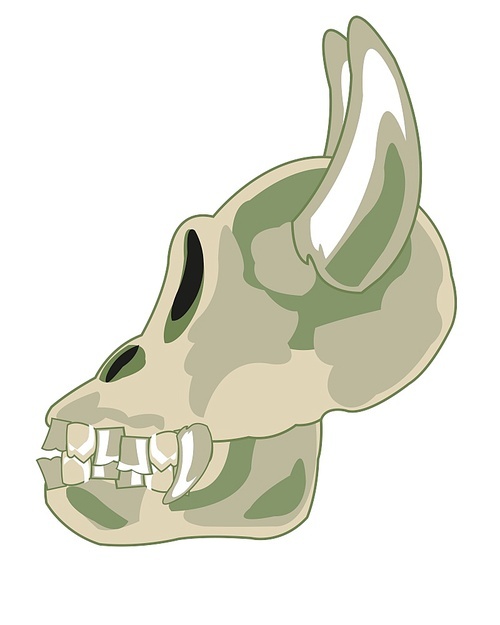 Skull unknown animal with horn on white background is insulated