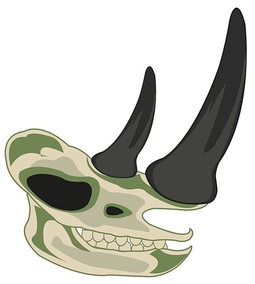 Skull animal rhinoceros on white background is insulated