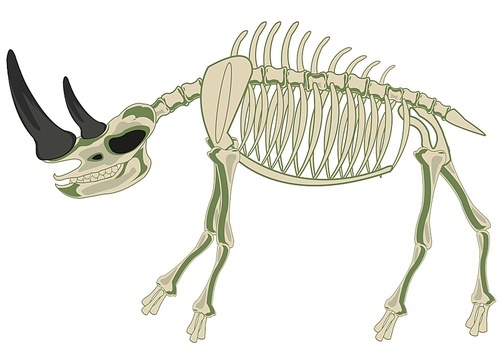 Vector illustration of the construction of the skeleton of the wildlife rhinoceros