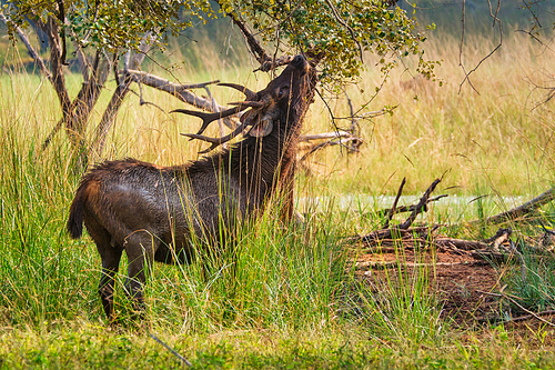 Male sambar (Rusa unicolor) deer eating tree leaves in the forest. Sambar is large deer native to the Indian subcontinent and listed as vulnerable spices. Ranthambore National Park, Rajasthan, India