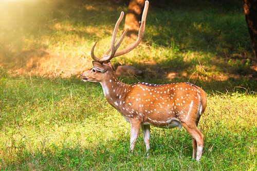 Beautiful male chital or spotted deer grazing in grass in Ranthambore National Park, Rajasthan, India