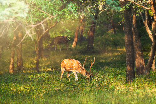 Beautiful male chital or spotted deer grazing in grass in Ranthambore National Park, Rajasthan, India