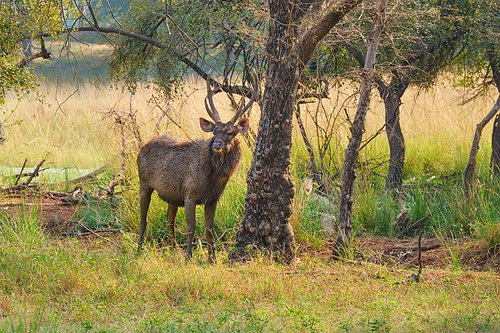 Male sambar (Rusa unicolor) deer eating tree leaves in the forest. Sambar is large deer native to the Indian subcontinent and listed as vulnerable spices. Ranthambore National Park, Rajasthan, India