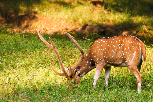 Beautiful male chital or spotted deer grazing in grass in Ranthambore National Park, Rajasthan, India