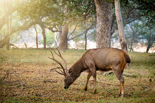 Male sambar (Rusa unicolor) deer eating tree leaves in the forest. Sambar is large deer native to the Indian subcontinent and listed as vulnerable spices. Ranthambore National Park, Rajasthan, India