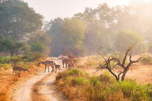 Families of blue bull nilgai and spotted deers chital walking in forest. Safari road, birds, trees. Perfect sunrise in Ranthambore National park. Tourism eco environment. Rajasthan, India.