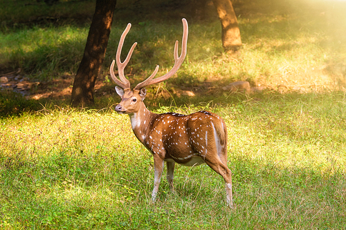 Beautiful male chital or spotted deer grazing in grass in Ranthambore National Park, Rajasthan, India