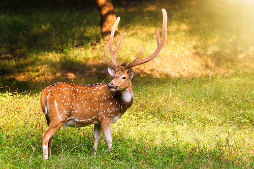 Beautiful male chital or spotted deer grazing in grass in Ranthambore National Park, Rajasthan, India