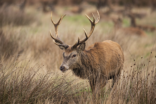 Beautiful image of red deer Stag Cervus Elaphus in Autumn Fall landscape scene with vibrant colors