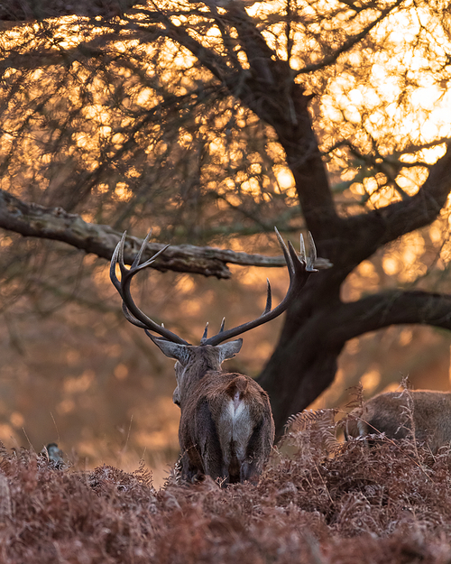 Beautiful portrait of solo red deer stag Cervus Elaphus in golden dawn sunlight in Winter in woodland landscape