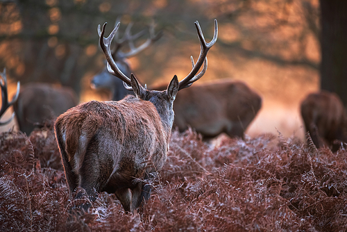 Epic image of herd of red deer stags Cervus Elaphus in glowing golden dawn sunlight in forest landscape scene with stunning light