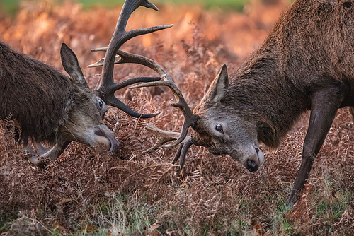 Beautiful image of red deer stags Cervus Elaphus clashing antlers during rut season in golden woodland landscape