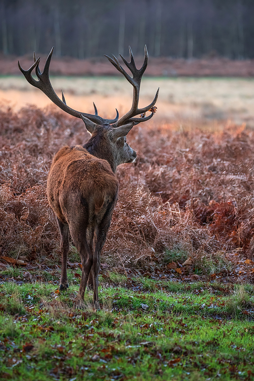 Beautiful portrait of solo red deer stag Cervus Elaphus in golden dawn sunlight in Winter in woodland landscape