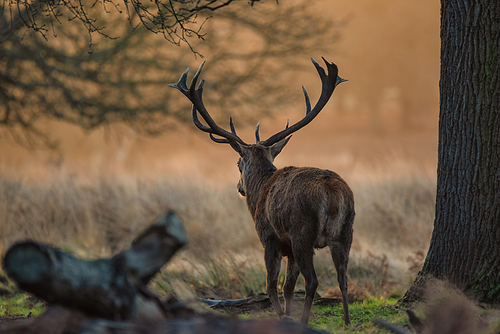 Beautiful portrait of solo red deer stag Cervus Elaphus in golden dawn sunlight in Winter in woodland landscape