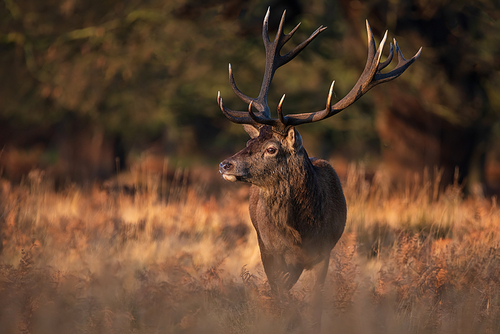 Epic image of herd of red deer stags Cervus Elaphus in glowing golden dawn sunlight in forest landscape scene with stunning light