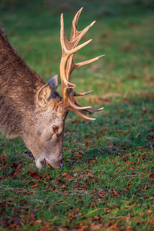 Beautiful portrait of solo red deer stag Cervus Elaphus in golden dawn sunlight in Winter in woodland landscape