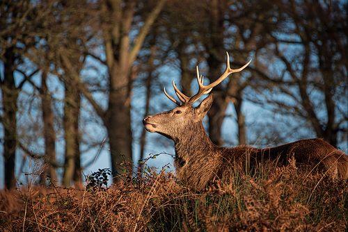 Beautiful portrait of solo red deer stag Cervus Elaphus in golden dawn sunlight in Winter in woodland landscape