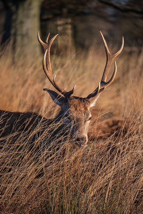 Beautiful portrait of solo red deer stag Cervus Elaphus in golden dawn sunlight in Winter in woodland landscape