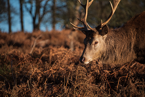 Beautiful portrait of solo red deer stag Cervus Elaphus in golden dawn sunlight in Winter in woodland landscape