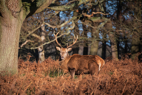 Beautiful portrait of solo red deer stag Cervus Elaphus in golden dawn sunlight in Winter in woodland landscape