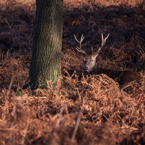 Beautiful portrait of solo red deer stag Cervus Elaphus in golden dawn sunlight in Winter in woodland landscape