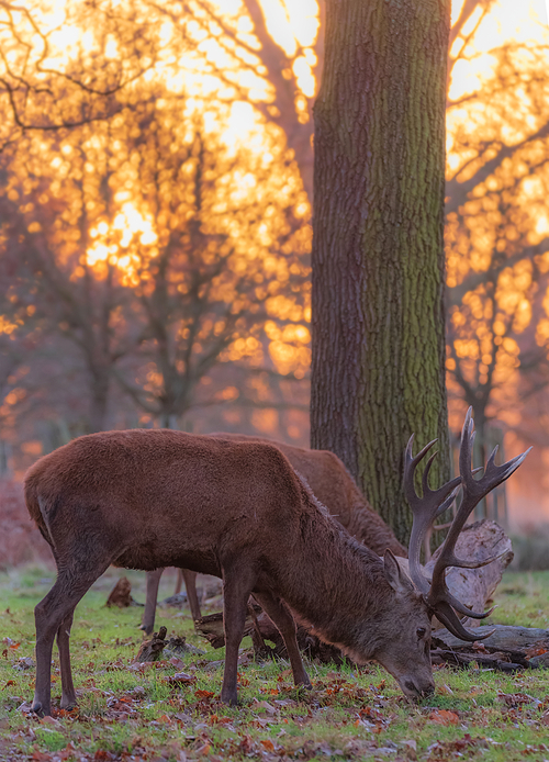 Epic image of herd of red deer stags Cervus Elaphus in glowing golden dawn sunlight in forest landscape scene with stunning light