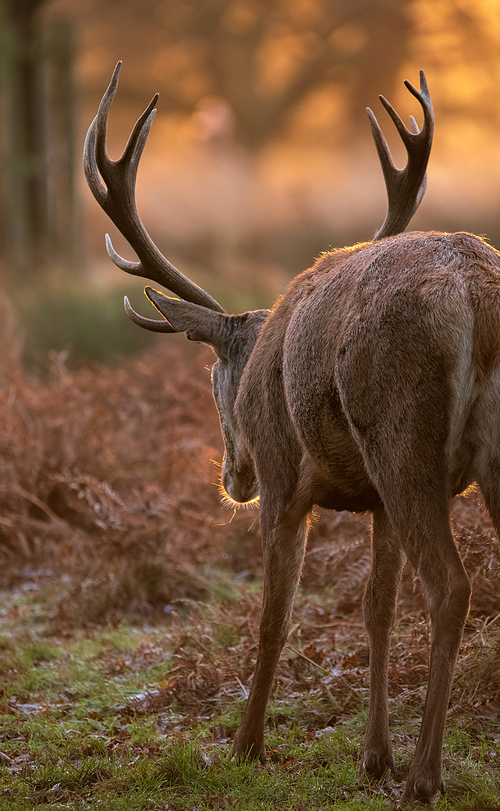 Beautiful portrait of solo red deer stag Cervus Elaphus in golden dawn sunlight in Winter in woodland landscape