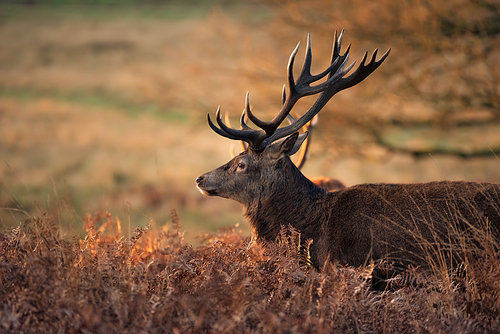 Beautiful portrait of solo red deer stag Cervus Elaphus in golden dawn sunlight in Winter in woodland landscape