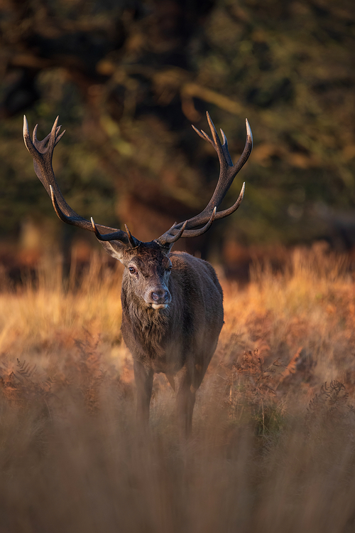 Beautiful portrait of solo red deer stag Cervus Elaphus in golden dawn sunlight in Winter in woodland landscape